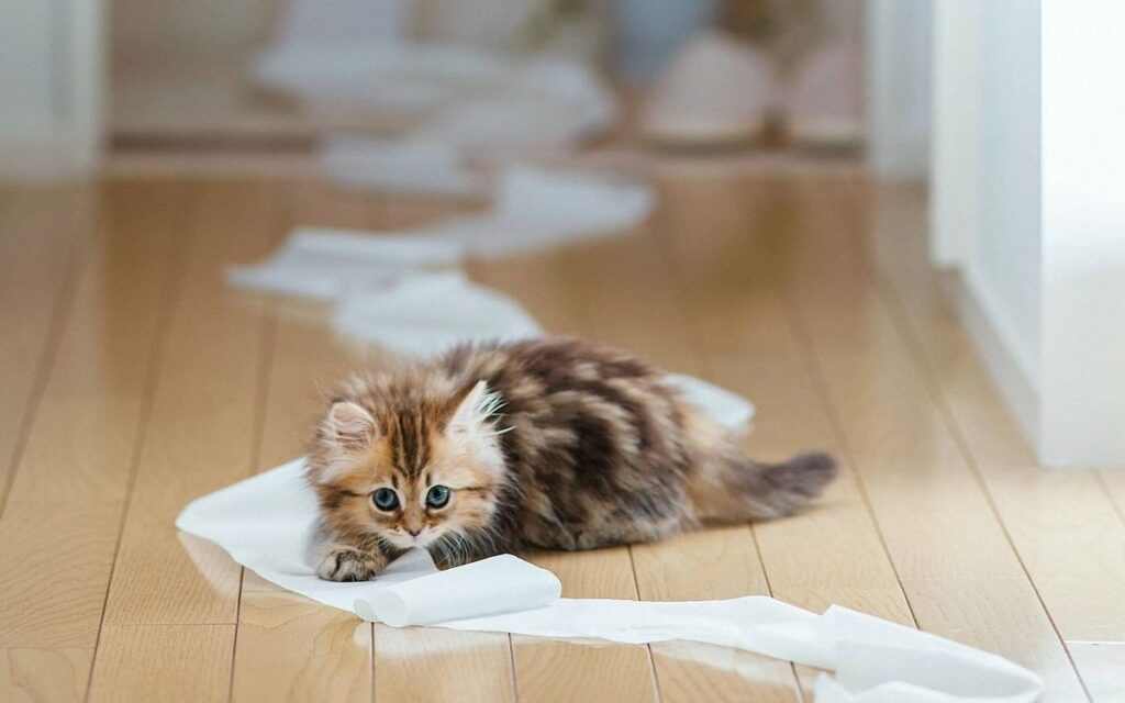 chaton papier toilette