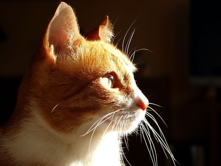 tete de chat chat roux soleil